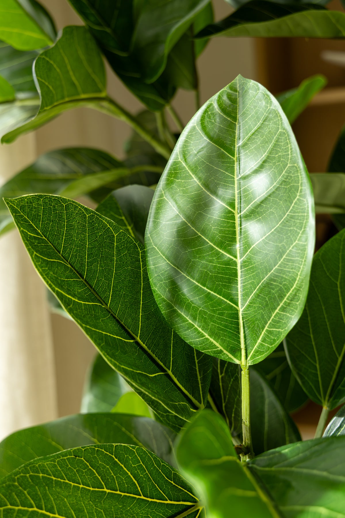 Ficus Audrey 210cm Deluxe
