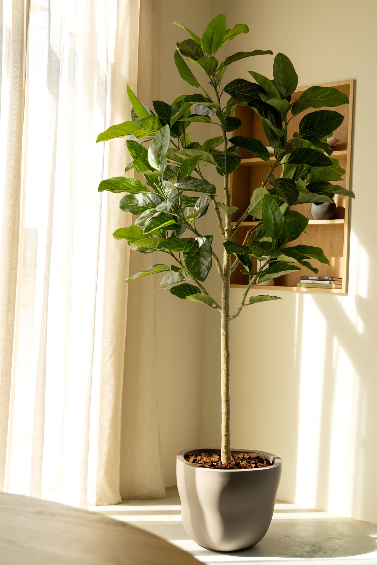 Ficus Audrey 210cm Deluxe