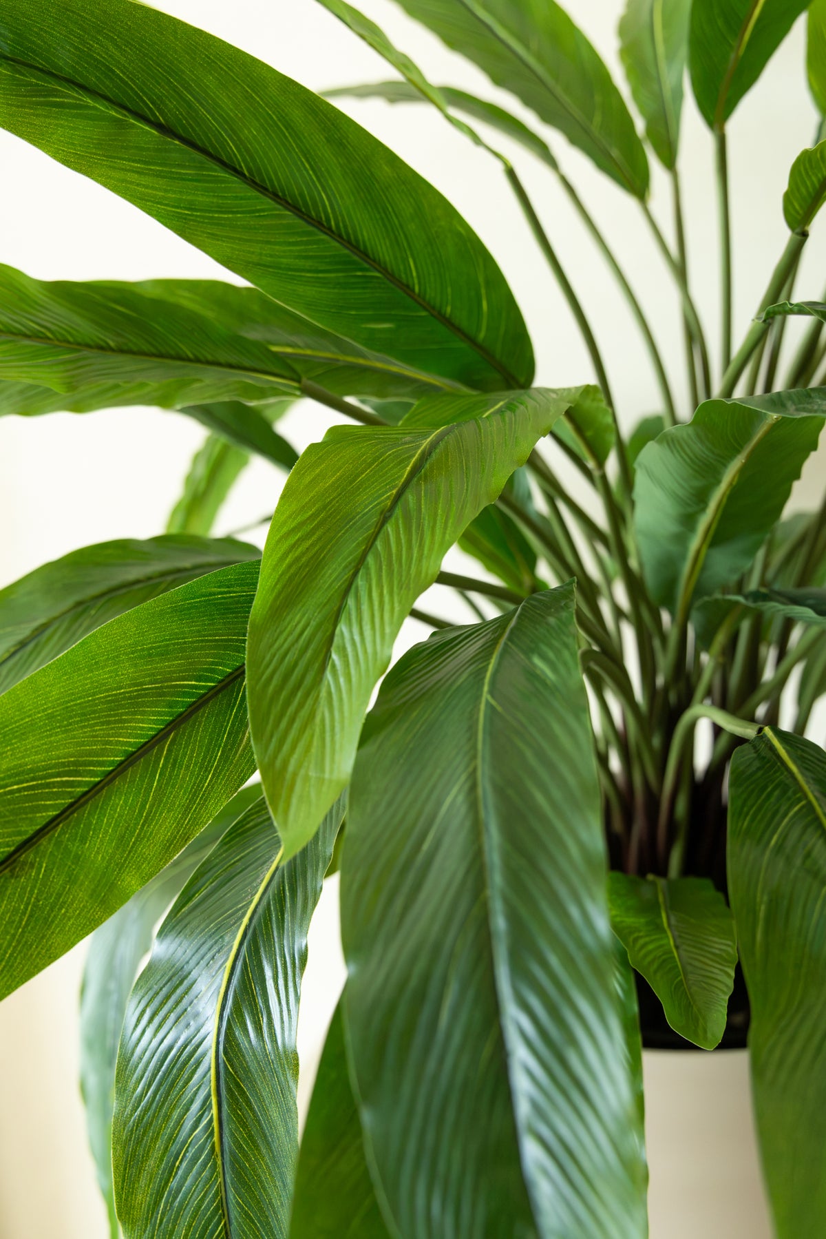 Calathea Kunstplant 60cm