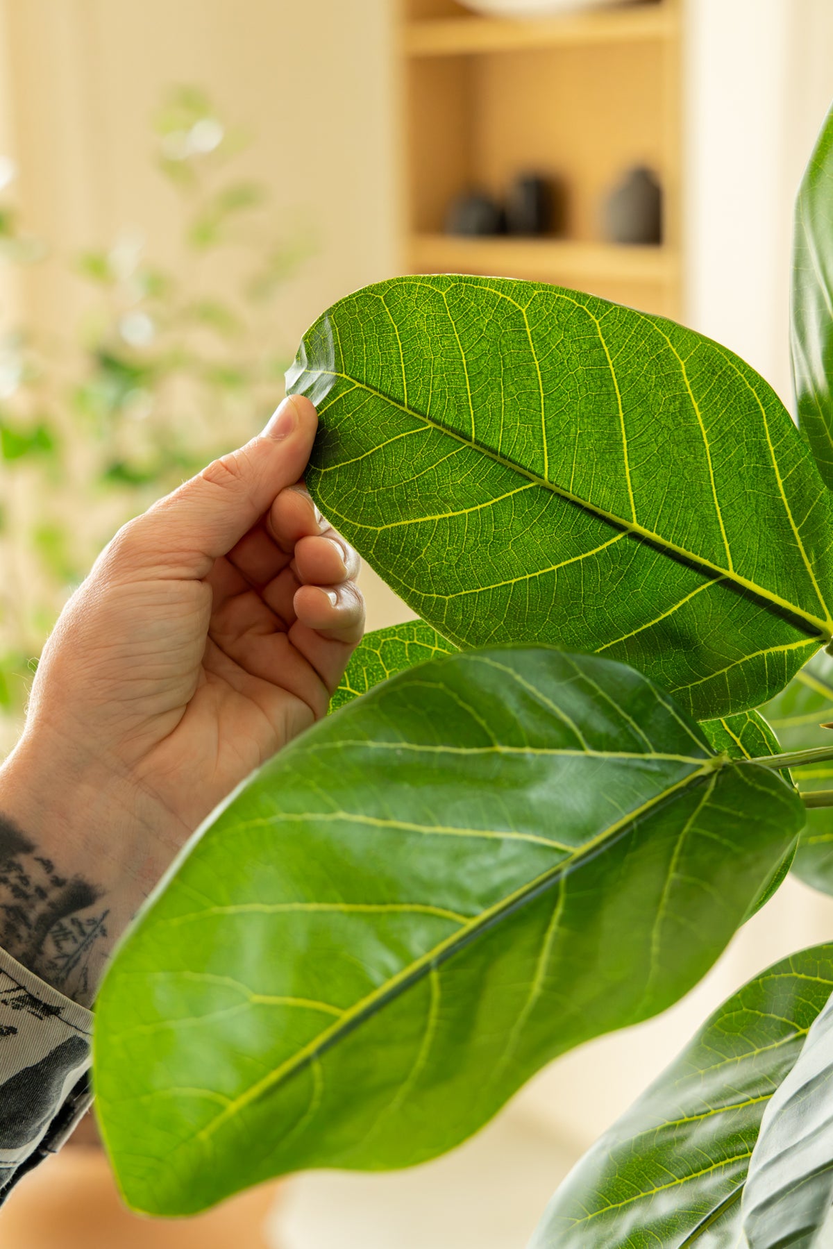 Ficus Audrey 210cm Deluxe