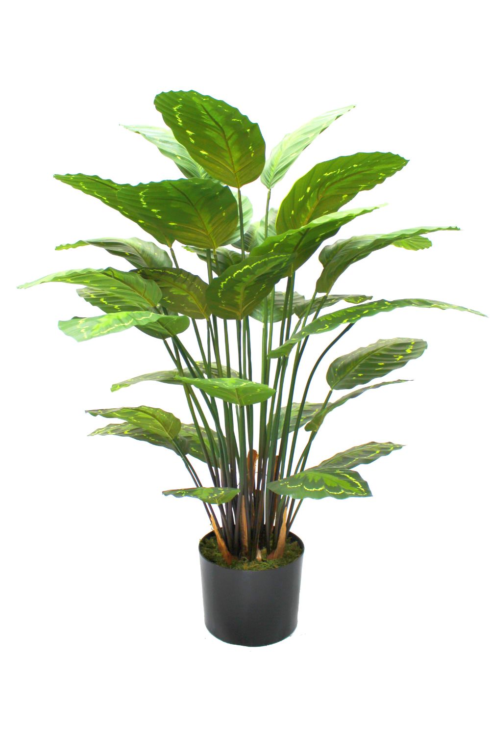 Calathea Kunstplant 70cm