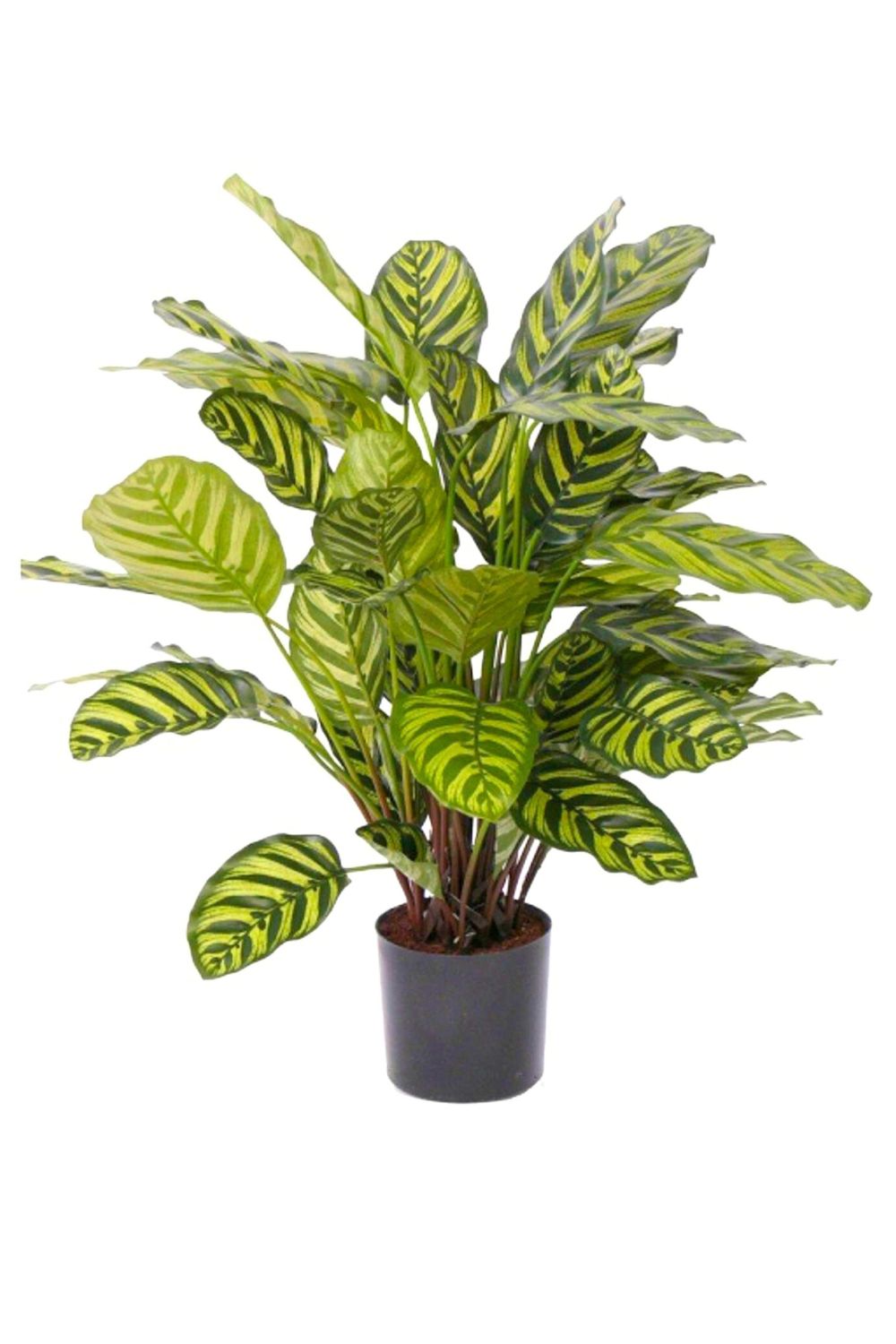Calathea Kunstplant 75cm