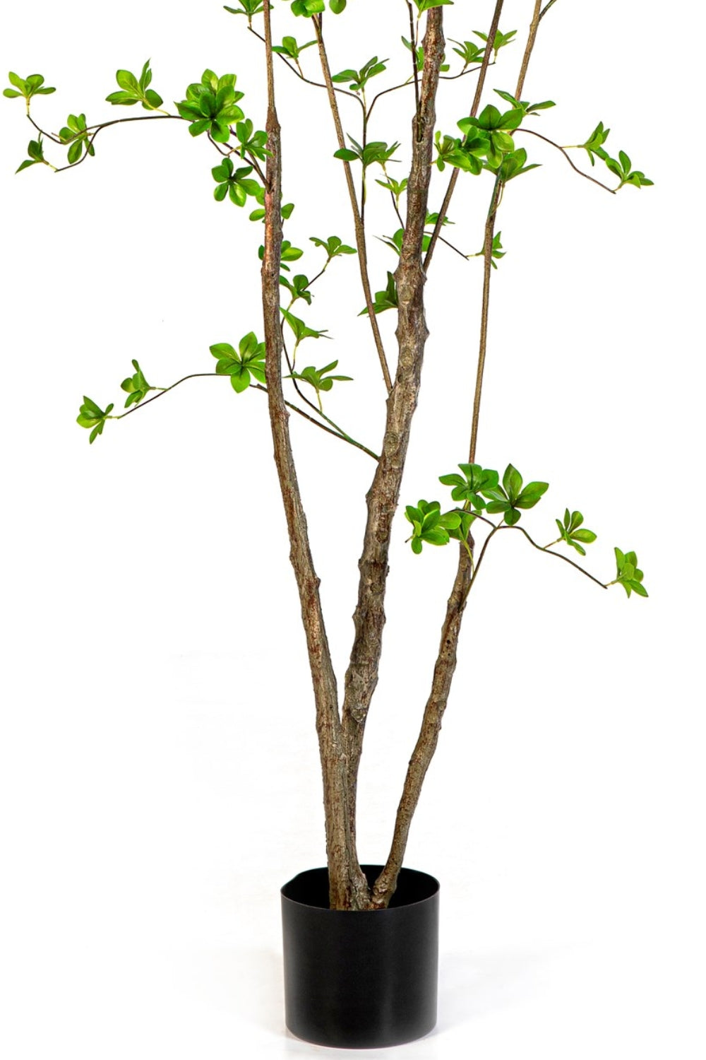 Enkianthus Kunstplant 210cm