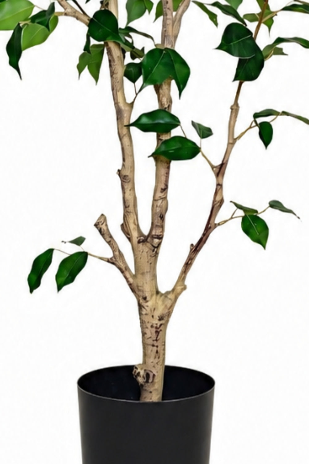 Pre-Order Ficus Kunstplant 150cm Deluxe