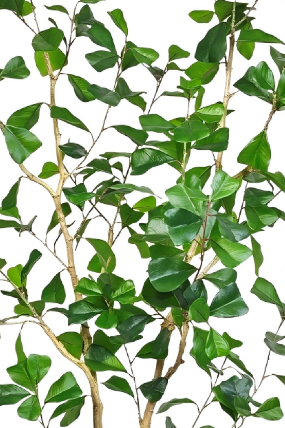 Pre-order Ficus Triangularis Kunstplant 150cm