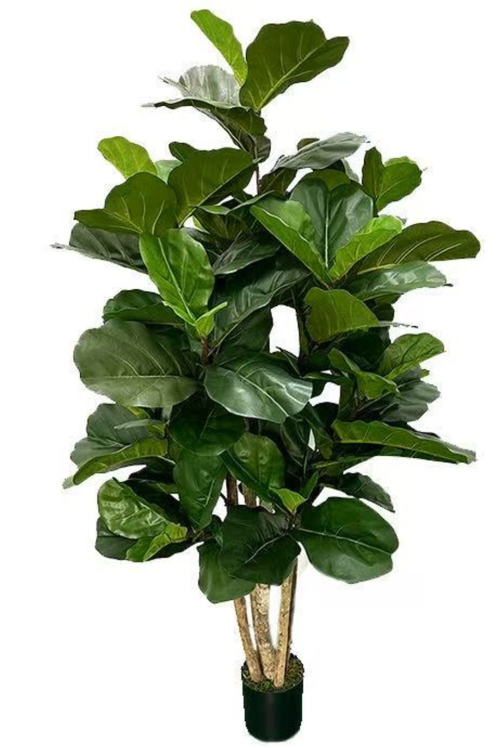 Ficus Kunstplant 180cm