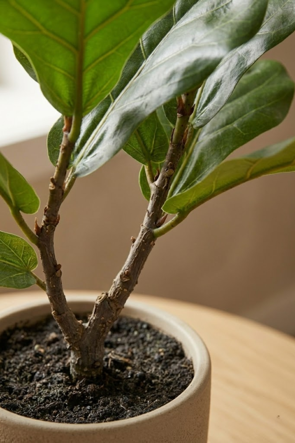Ficus Kunstplant 30cm