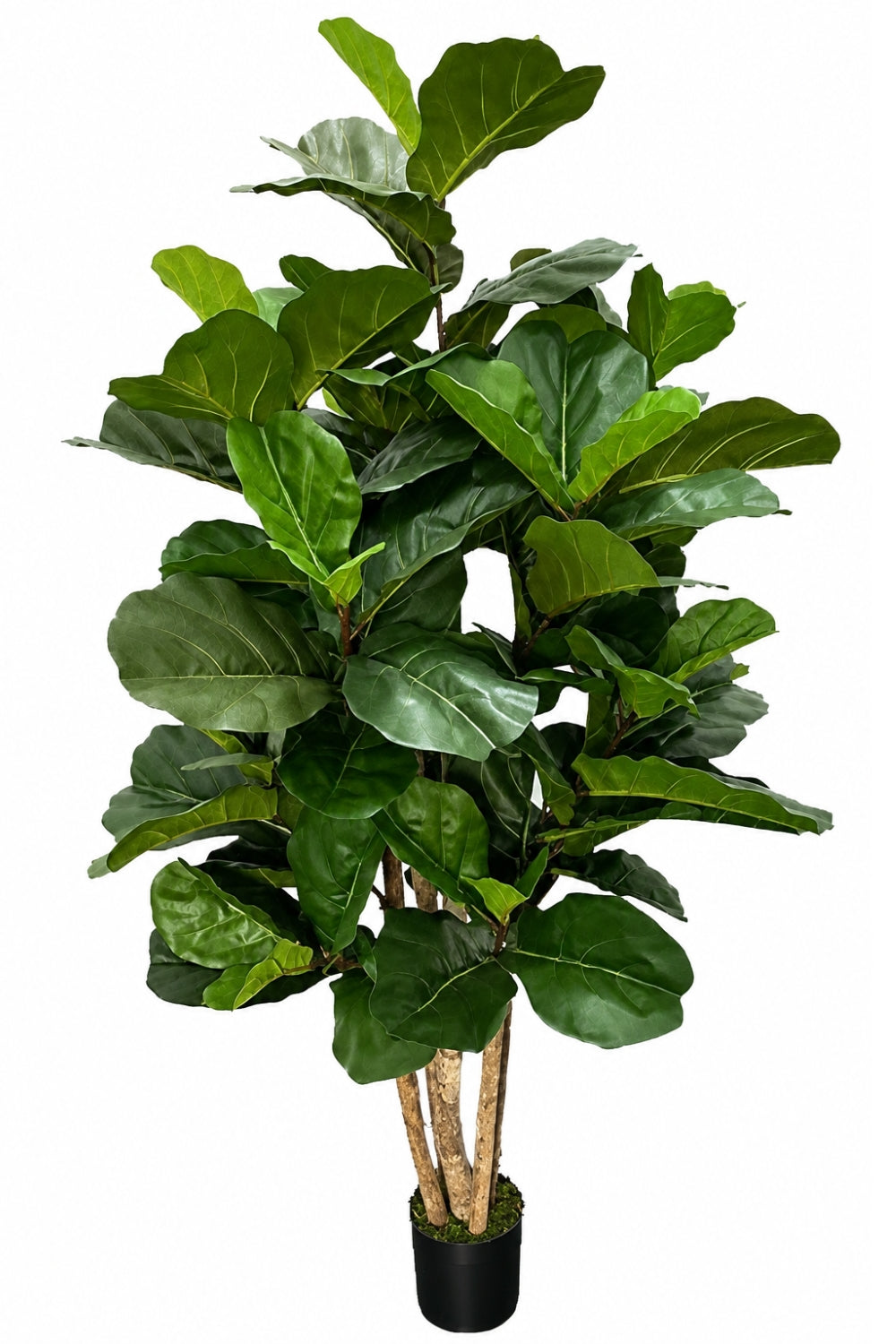 Ficus Kunstplant 180cm