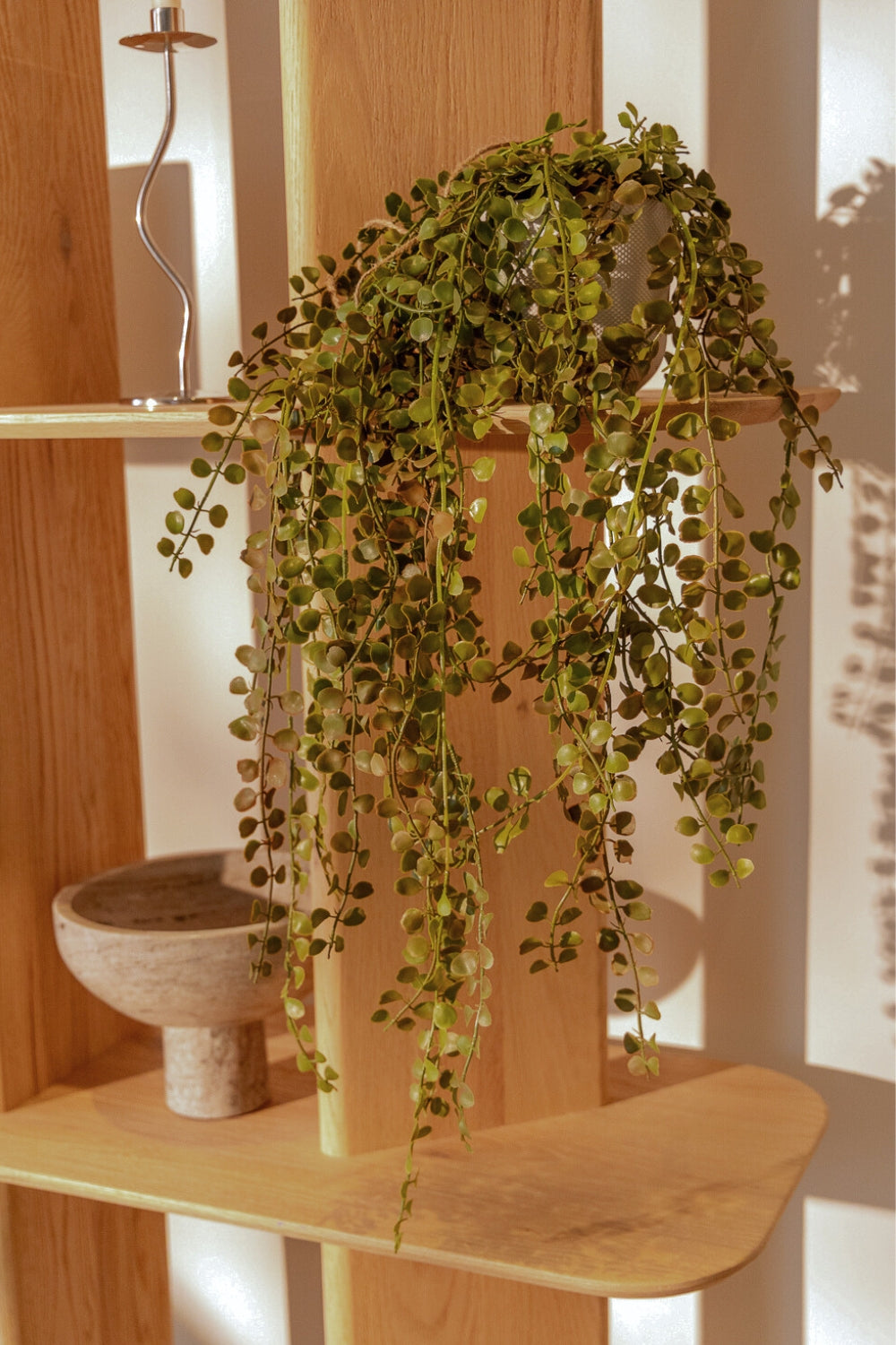 sfeerbeeld ficus pumilla kunst hangplant
