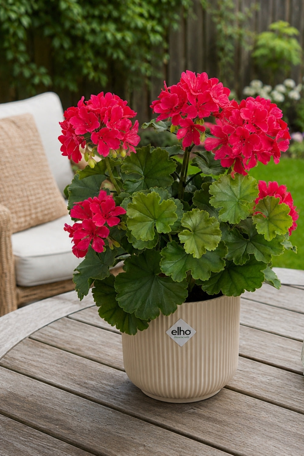 Geranium Kunststeker 40cm UV