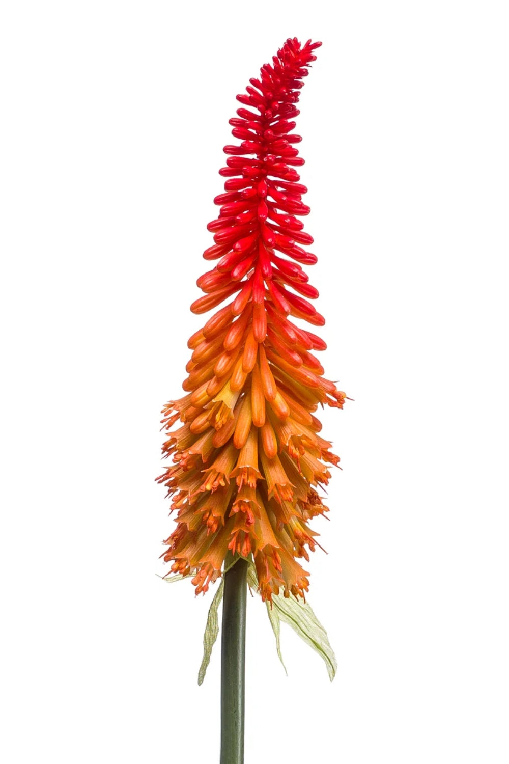Kniphofia Kunstbloem 85cm Oranje