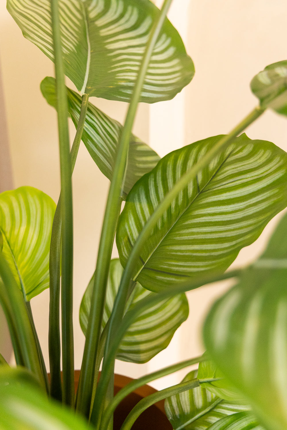 Calathea Kunstplant 80cm