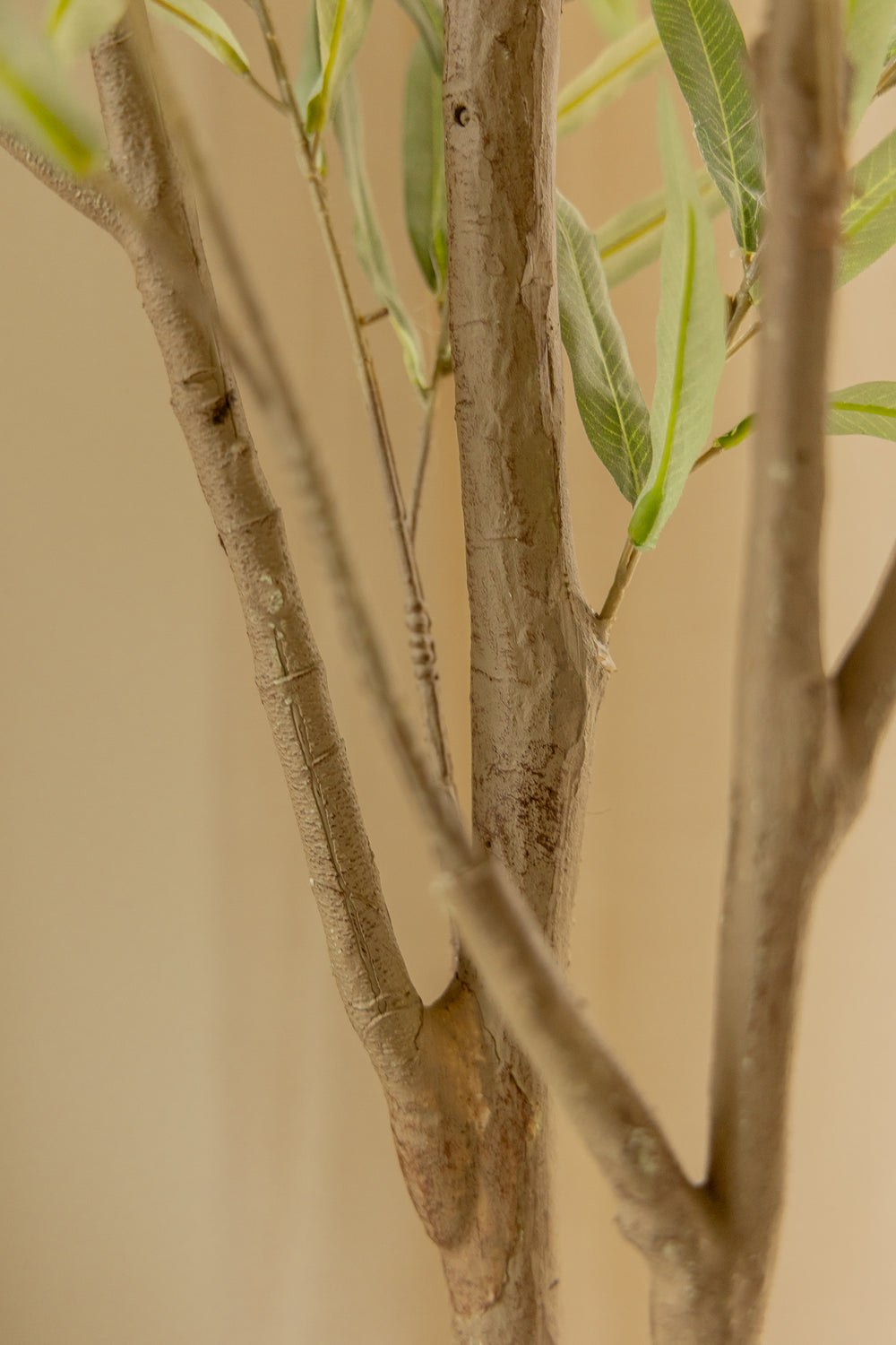 The Olive Studio: Kunst olijfbomen voor buiten en binnen