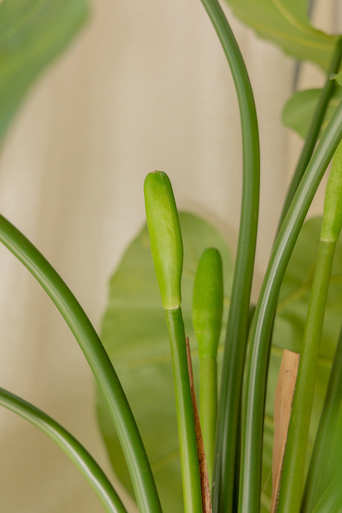 Alocasia Kunstplant 165cm
