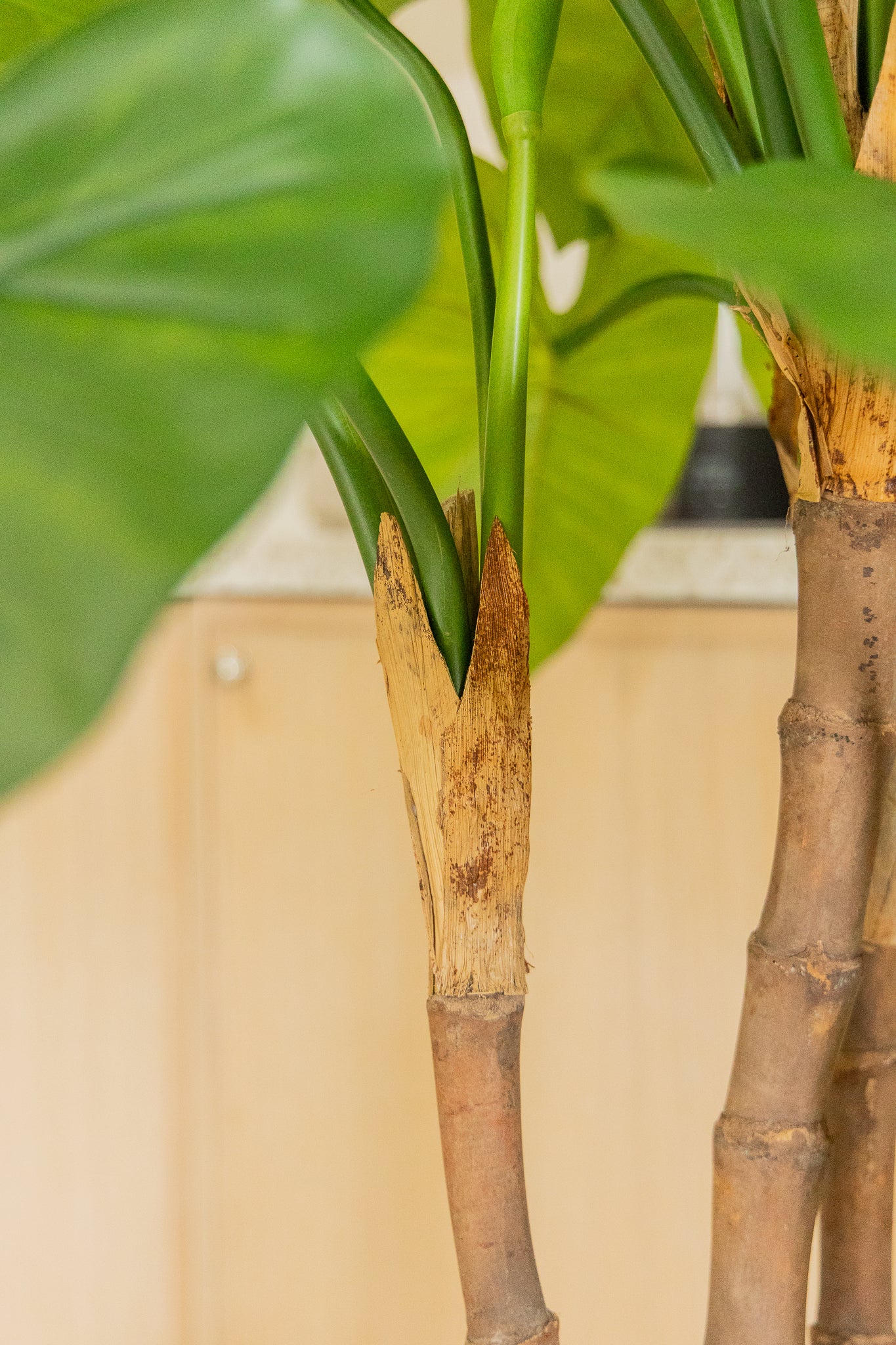 Alocasia Kunstplant 140cm