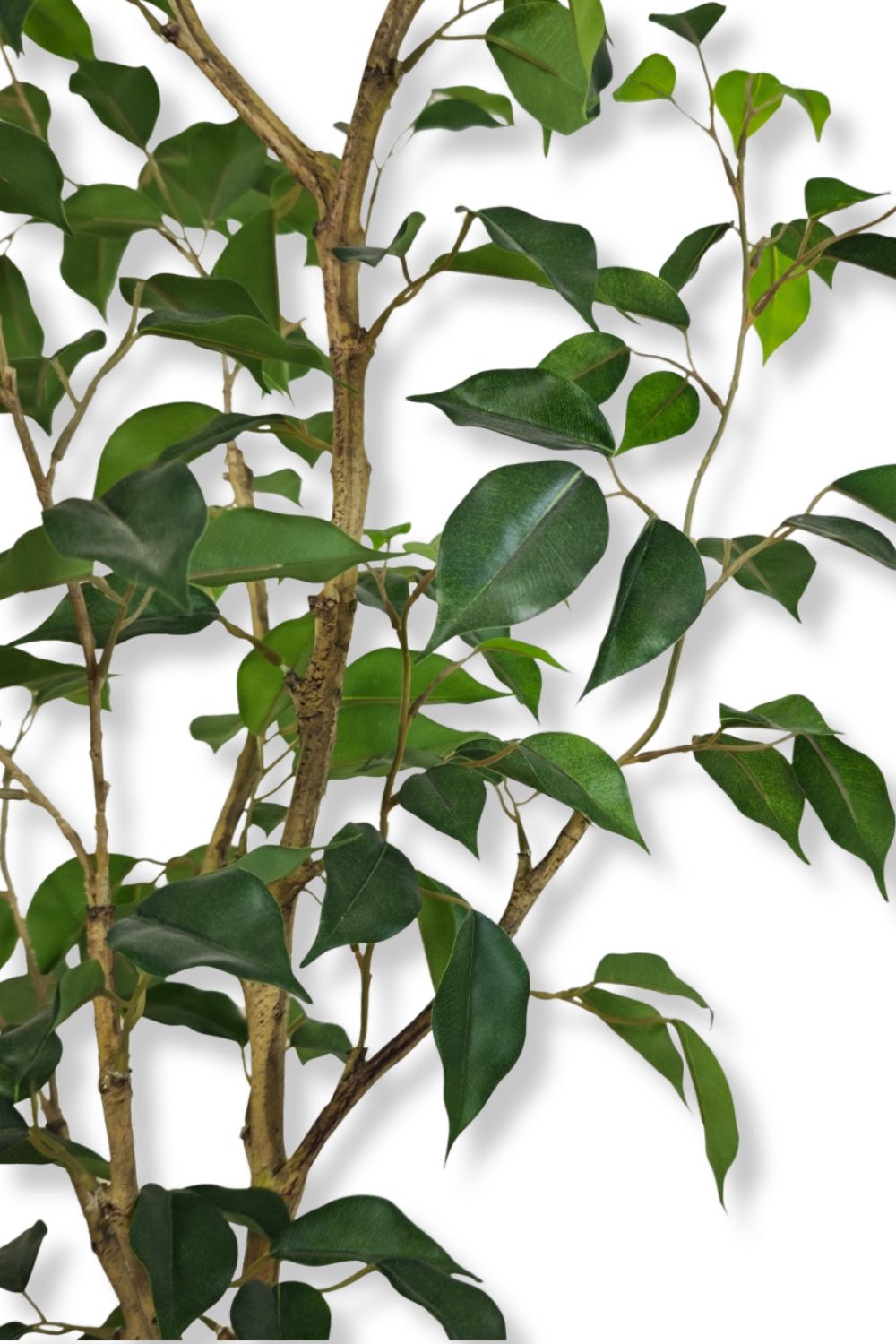 Pre-order Ficus Kunstplant 180cm Deluxe