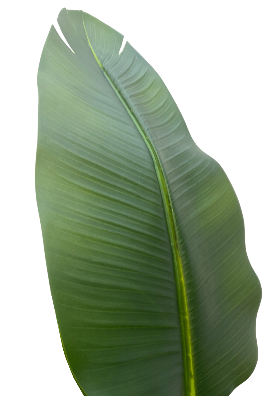 blad strelitzia kunstplant 210cm
