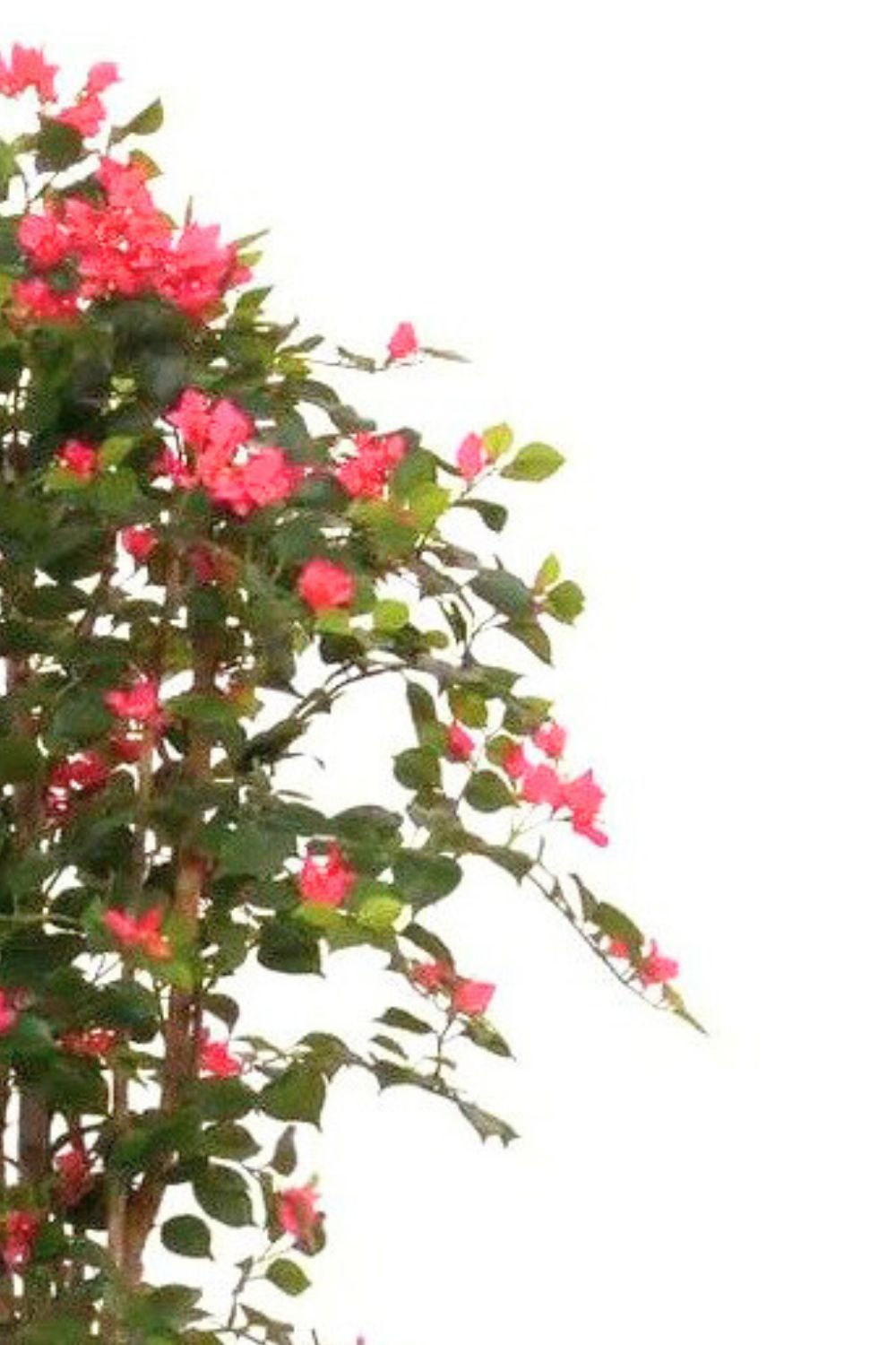 Bladeren en bloemen Bougainvillea kunstplant 180cm
