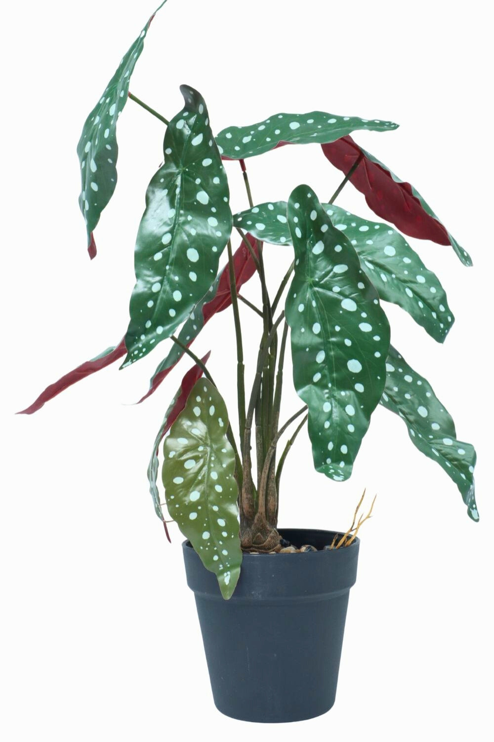 Begonia Maculata Kunstplant 55cm