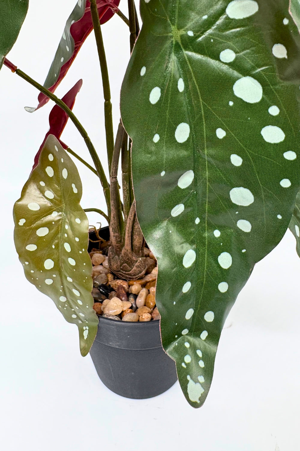 Begonia Maculata Kunstplant 55cm