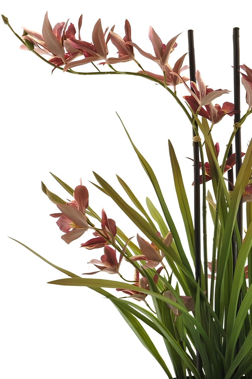 Meadow Orchidee kunstplant Rood 70cm