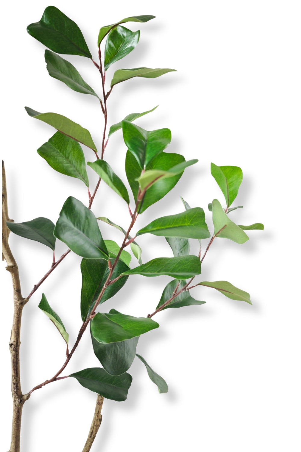 Pre-order Ficus Triangularis Kunstplant 120cm