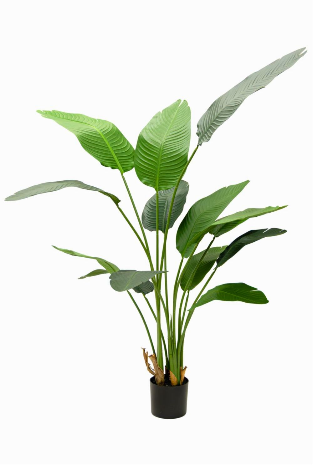 Strelitzia Kunstplant 160cm Budget