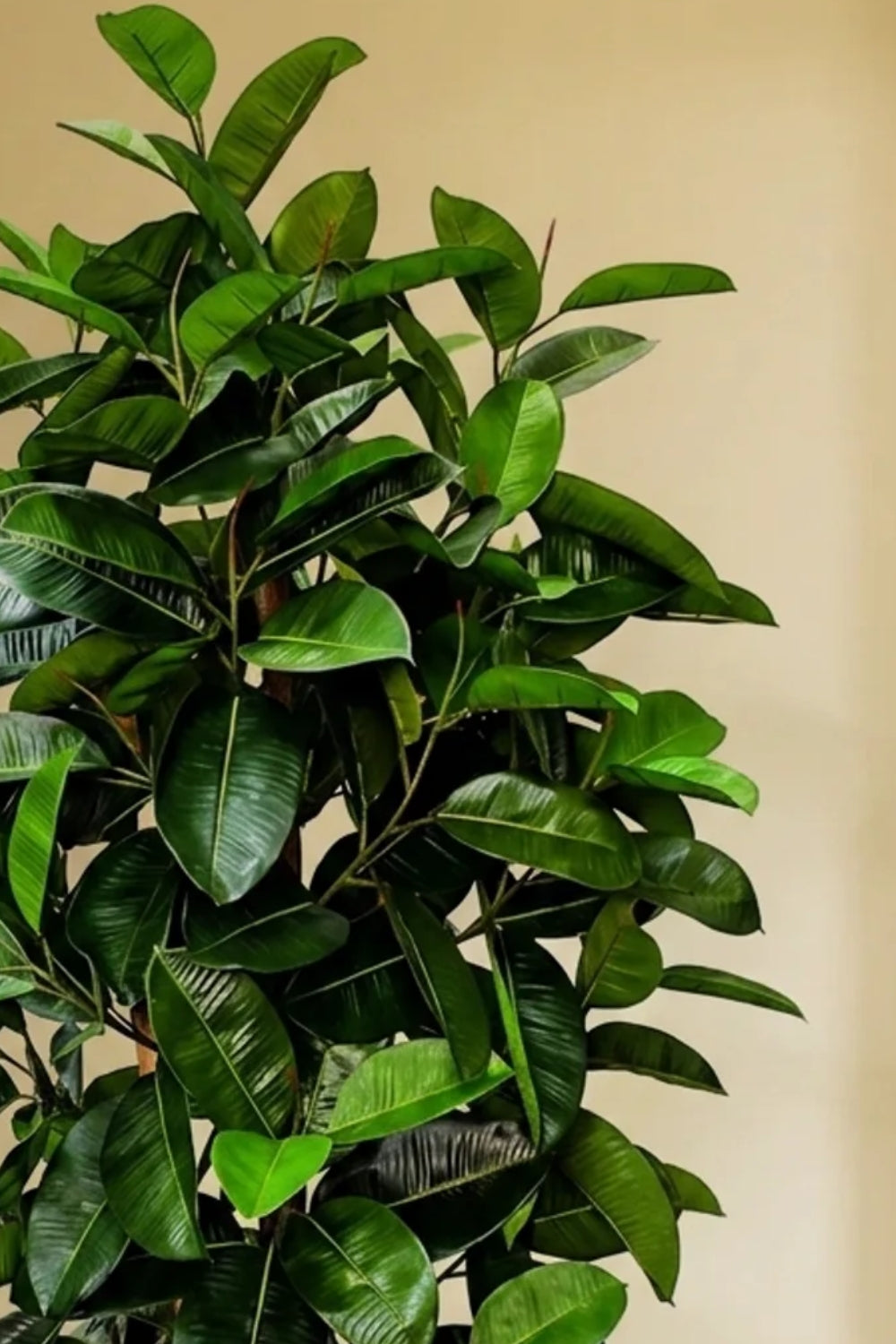 Pre-order Ficus Kunstplant Elastica 180cm