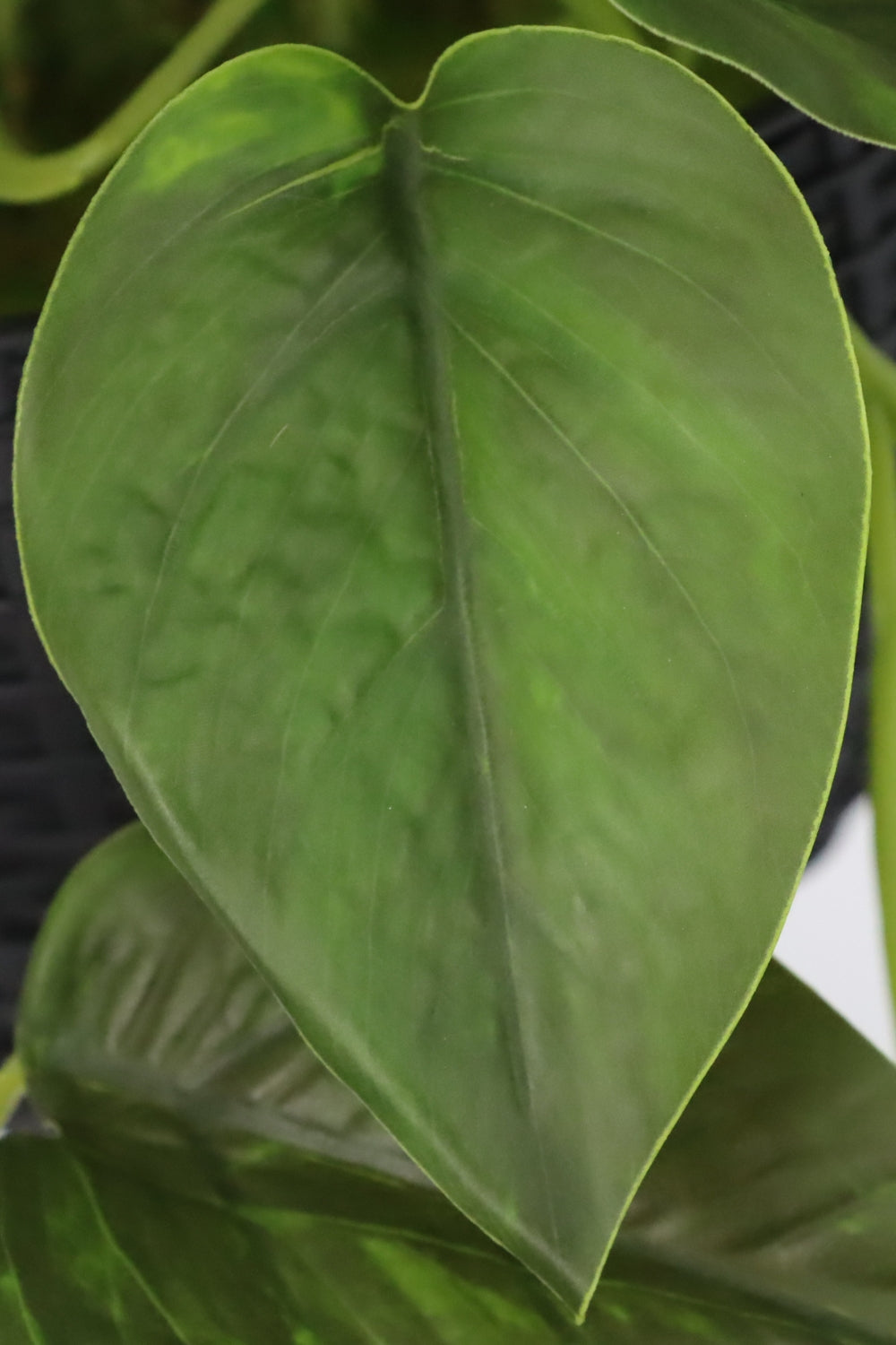 Scindapsus Kunst Hangplant 75cm