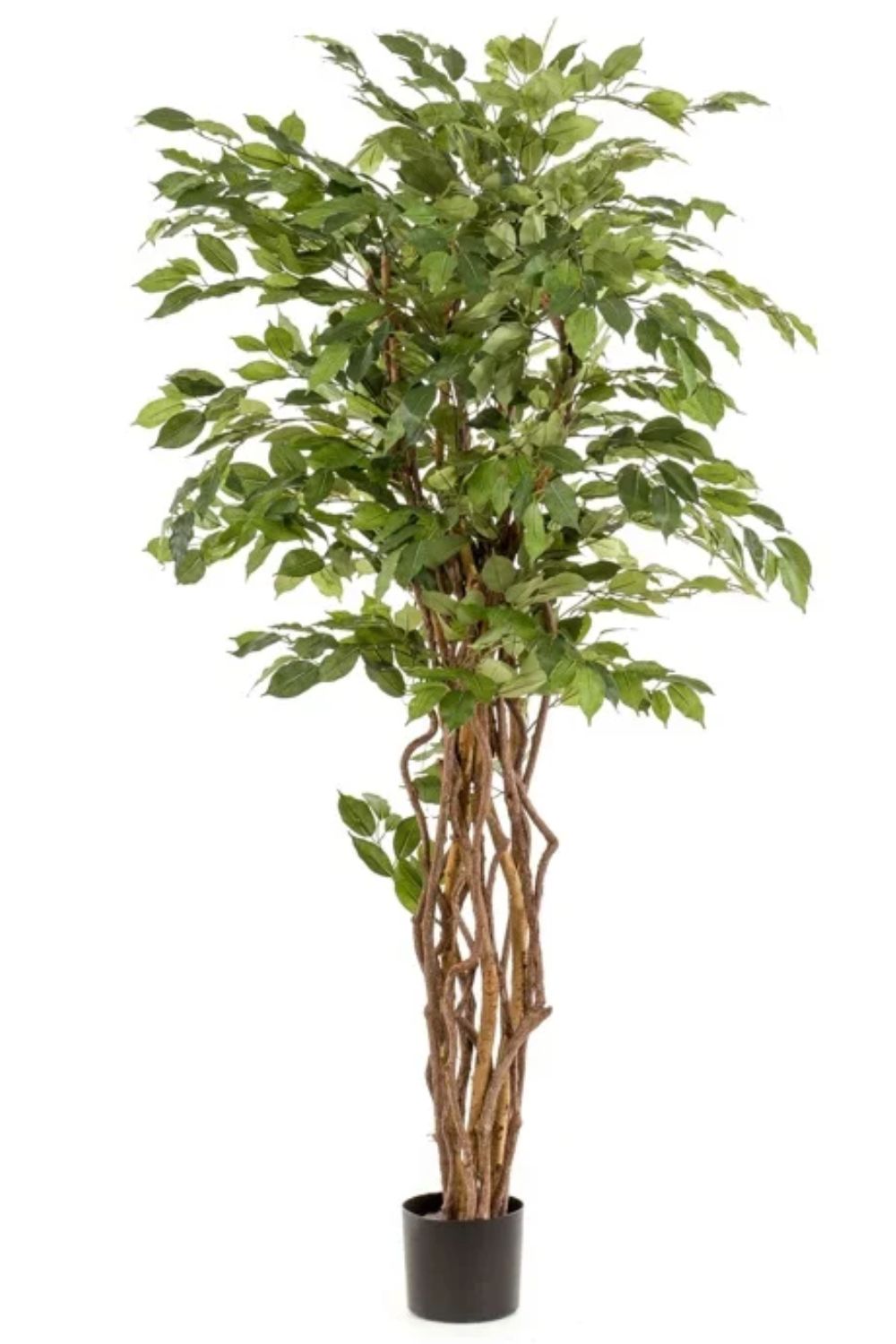 Ficus Liana 170cm