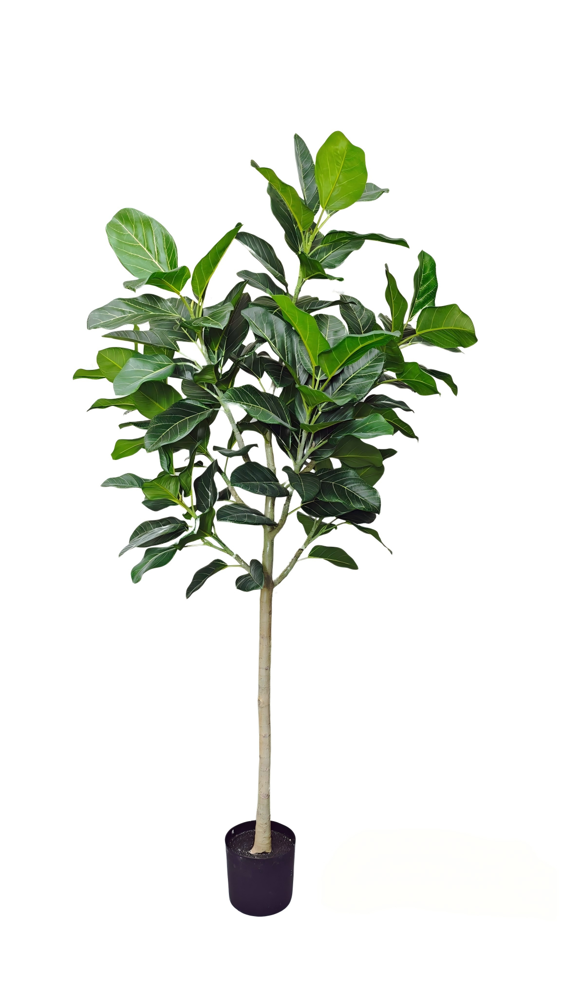 Ficus Audrey 210cm Deluxe