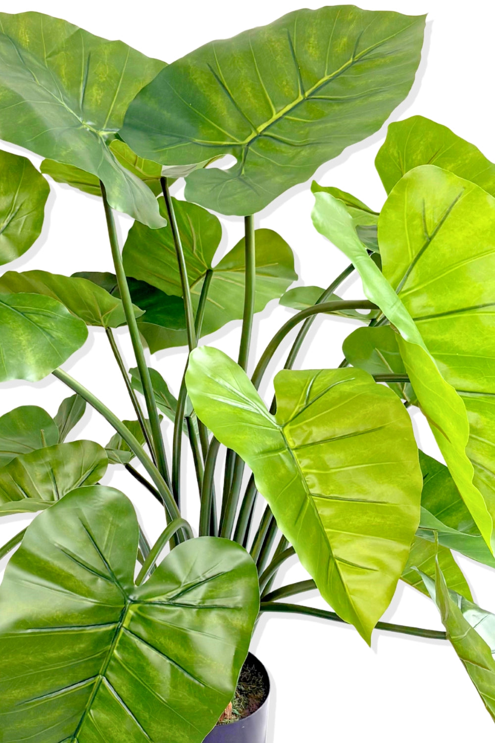 Alocasia Kunstplant 100cm