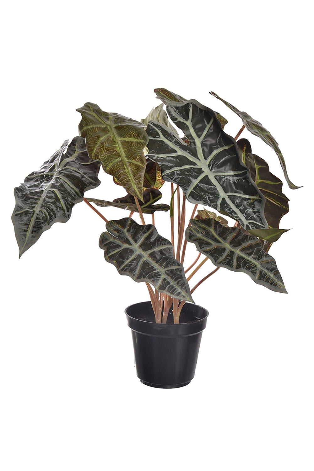 Alocasia Kunstplant 40cm