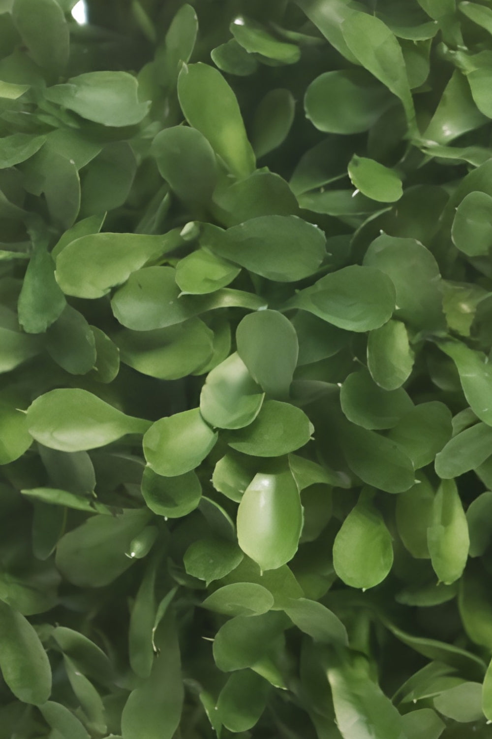 Kunst Buxus Bol 15cm UV