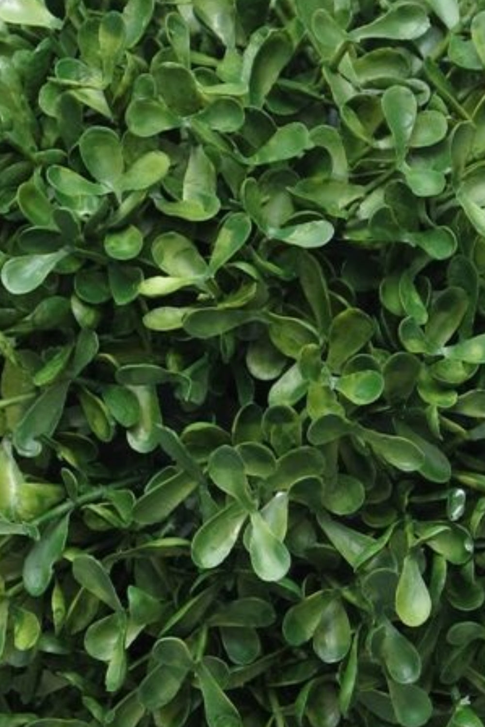Kunst Buxus Bol 28cm UV