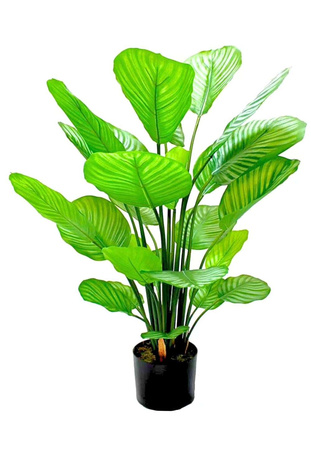 Calathea Kunstplant 80cm