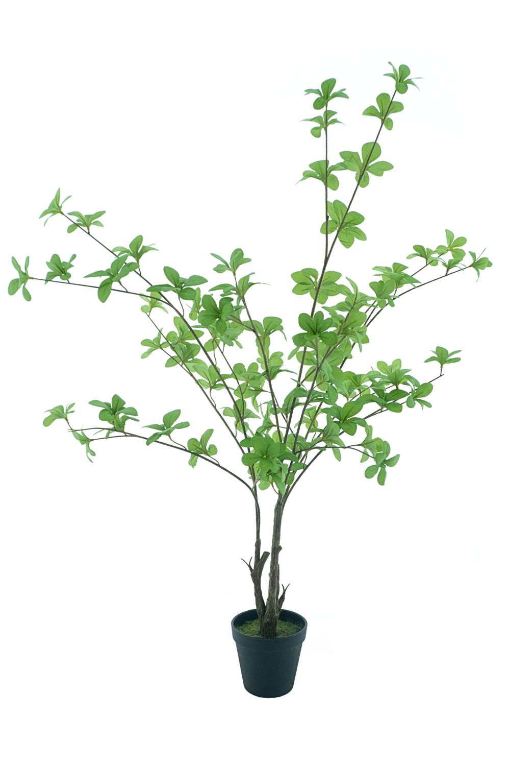 Fatshedera Kunstplant 80cm