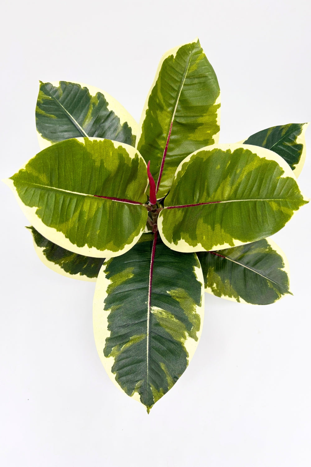 Ficus Elastica Kunstplant 30cm
