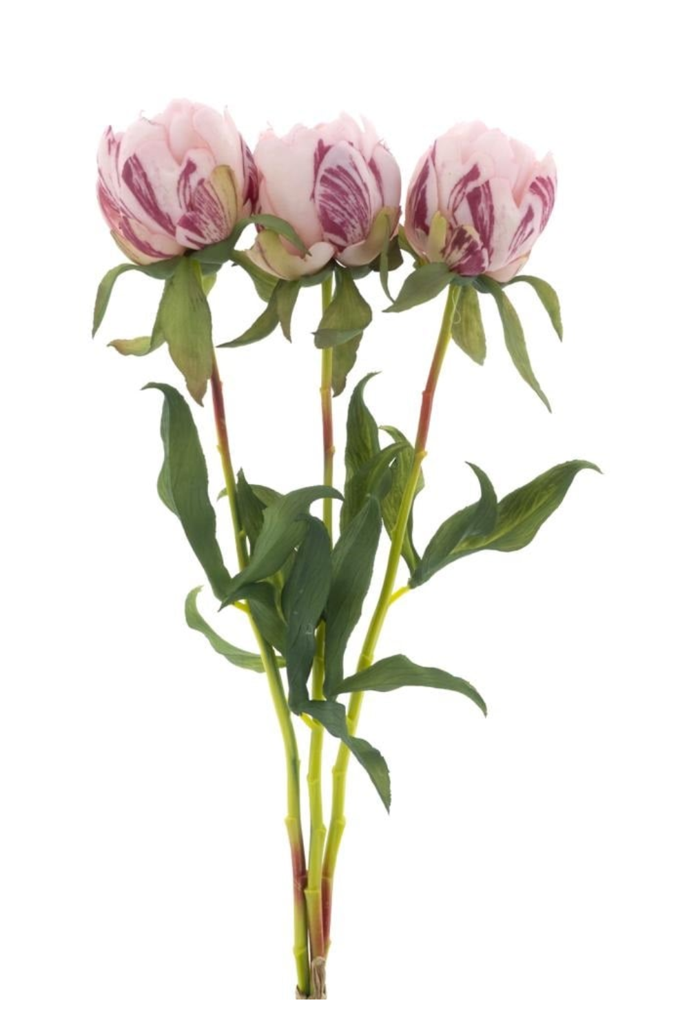 Pioenroos Bundel 3st. Roze 48cm