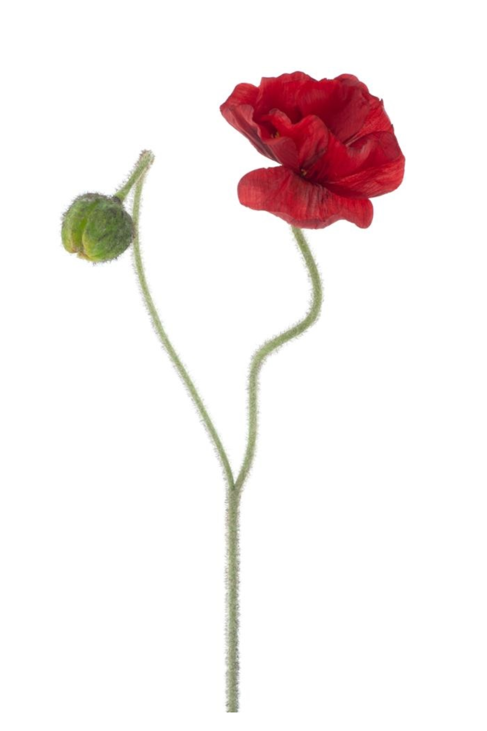 Kunst Klaproos rood 81cm