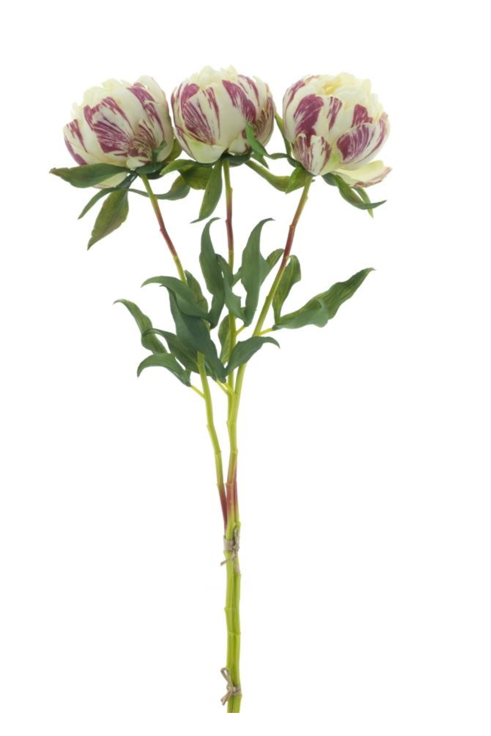 Pioenroos Bundel 3st. creme 63cm