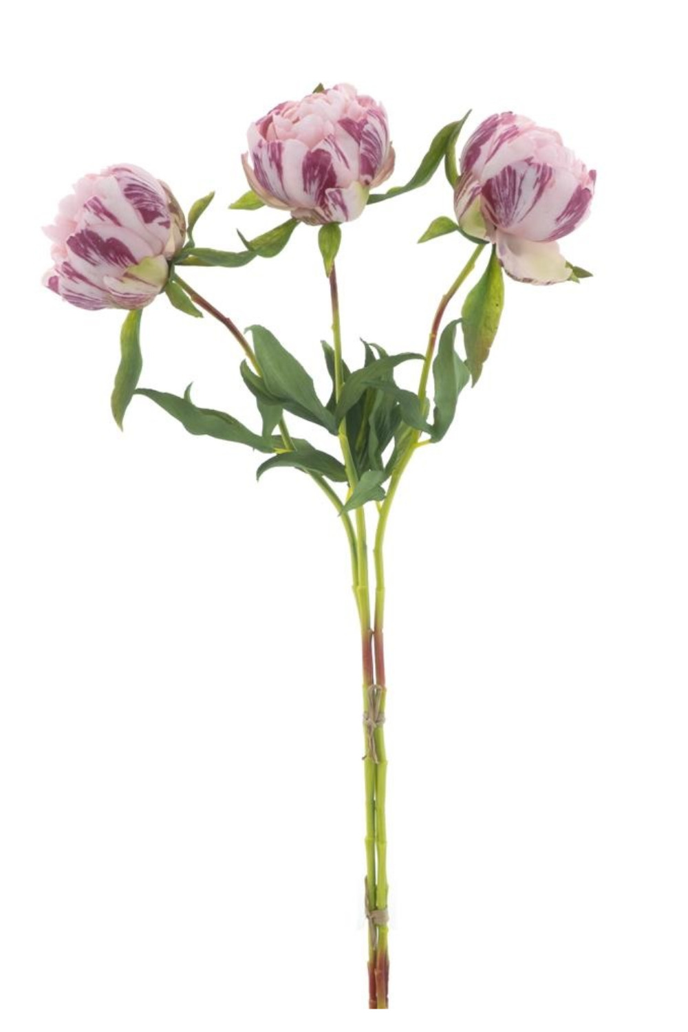 Pioenroos Bundel 3st. Roze 63cm