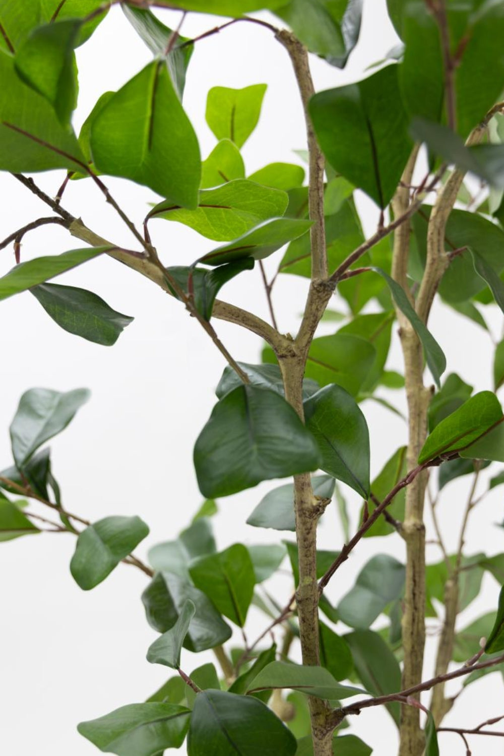 Ficus Triangularis Kunstplant 180cm