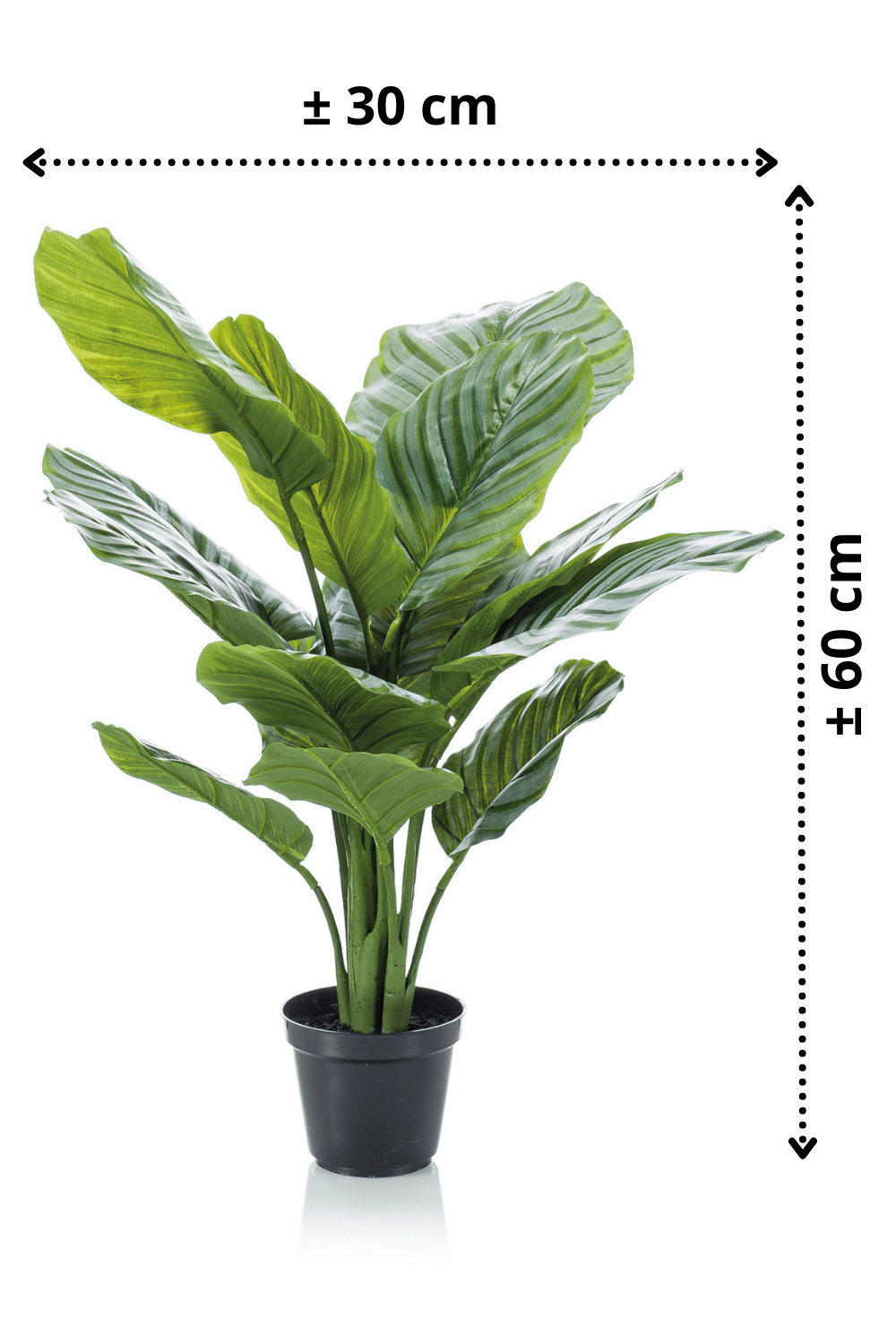 afmetingen Calathea Kunstplant 60cm