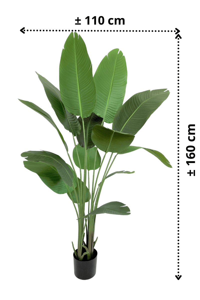 afmetingen Strelitzia Kunstplant 160cm