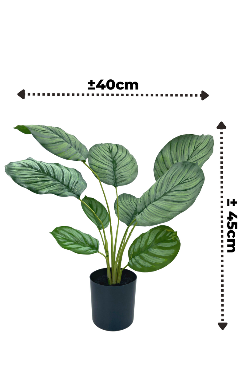Calathea Kunstplant 45cm