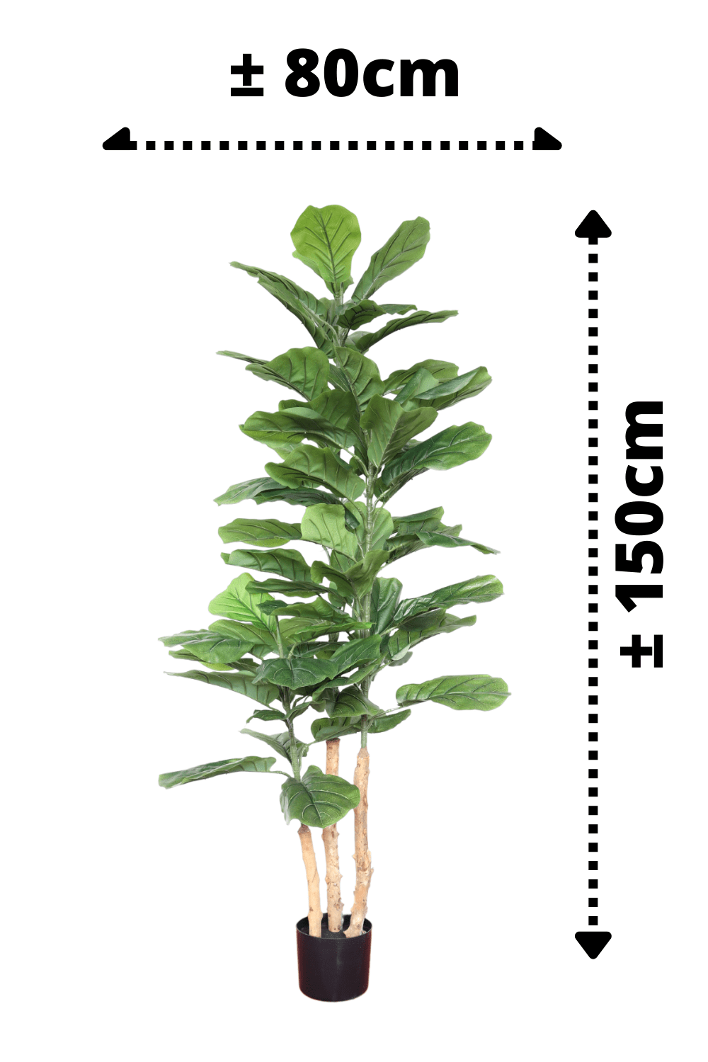 afmetingen Ficus Kunstplant 150cm
