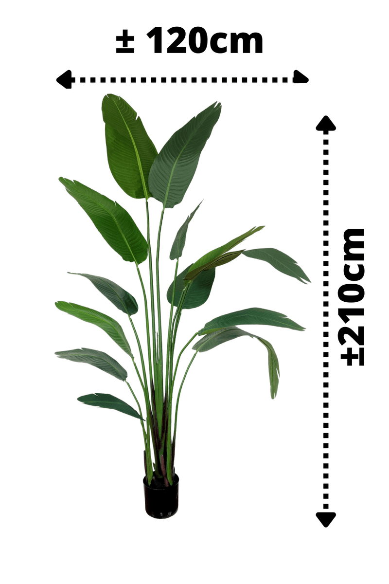 afmetingen Strelitzia Kunstplant 210cm