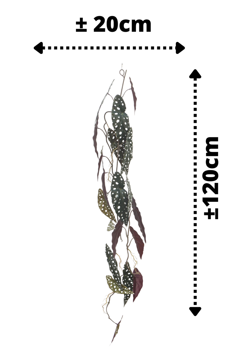 afmetingen Begonia Maculata Kunstslinger 120cm