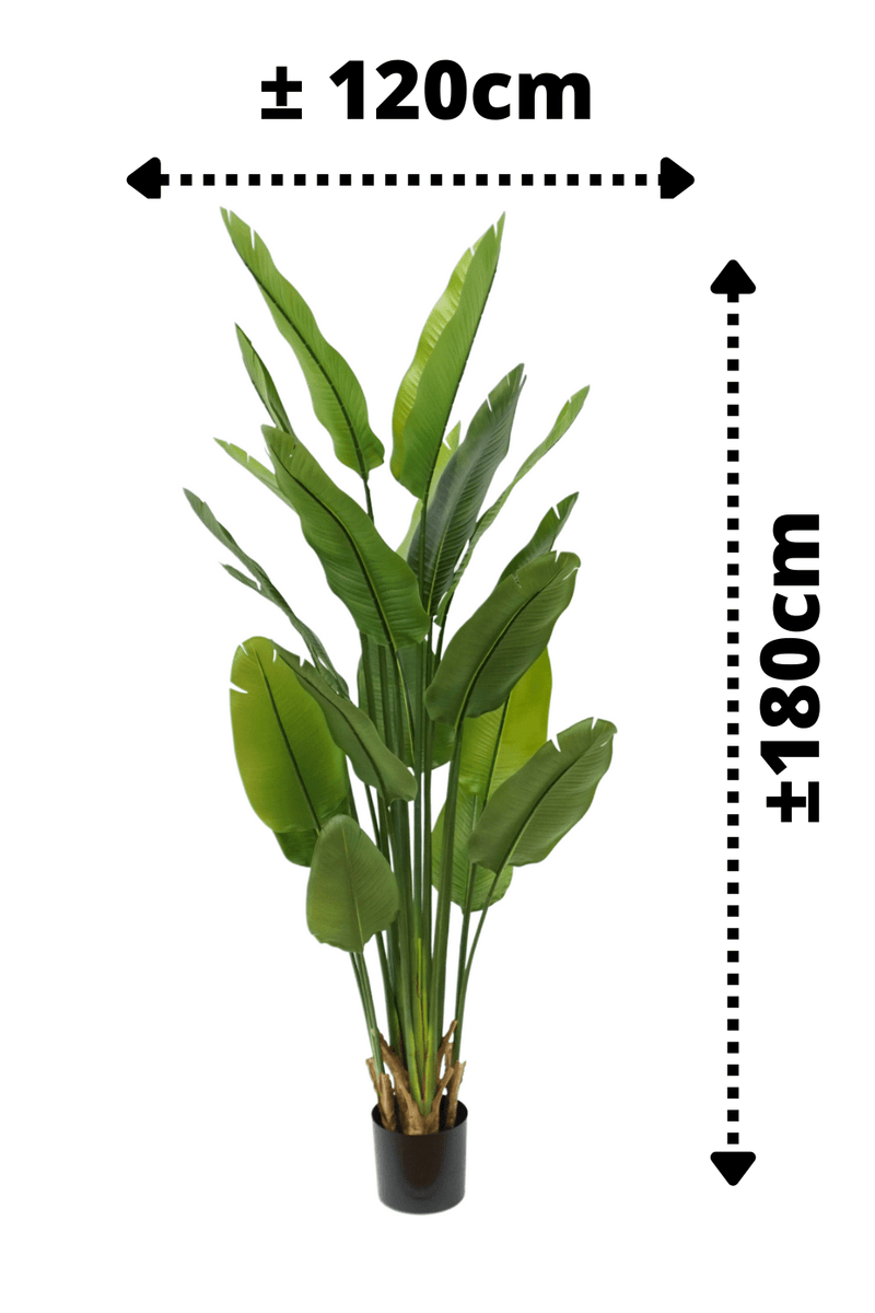afmetingen Strelitzia Kunstplant 2 180cm